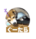 保護犬・江戸川多頭崩壊85っ子の暖かい冬（個別スタンプ：15）