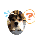保護犬・江戸川多頭崩壊85っ子の暖かい冬（個別スタンプ：18）