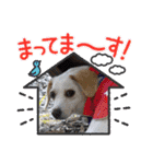 保護犬・江戸川多頭崩壊85っ子の暖かい冬（個別スタンプ：20）