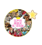 保護犬・江戸川多頭崩壊85っ子の暖かい冬（個別スタンプ：24）