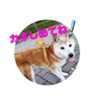みんなと一緒11（個別スタンプ：9）