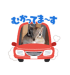 みんなと一緒11（個別スタンプ：12）