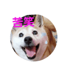 みんなと一緒11（個別スタンプ：15）