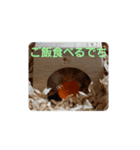 ゴールデンハムスター ゴルハム（個別スタンプ：4）