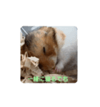ゴールデンハムスター ゴルハム（個別スタンプ：20）