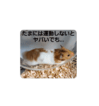 ゴールデンハムスター ゴルハム（個別スタンプ：24）