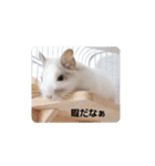 デグー パイド（個別スタンプ：1）