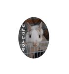 デグー パイド（個別スタンプ：2）