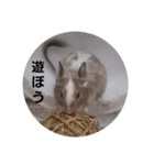 デグー パイド（個別スタンプ：4）