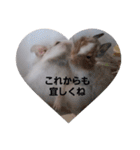 デグー パイド（個別スタンプ：5）