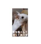 デグー パイド（個別スタンプ：6）