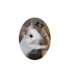 デグー パイド（個別スタンプ：7）