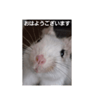 デグー パイド（個別スタンプ：8）