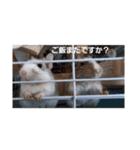 デグー パイド（個別スタンプ：15）