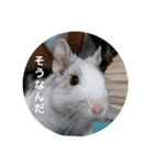 デグー パイド（個別スタンプ：16）