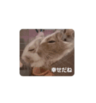 デグー パイド（個別スタンプ：17）