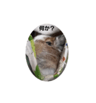 デグー パイド（個別スタンプ：18）
