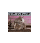デグー パイド（個別スタンプ：20）