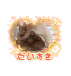 デグー パイド（個別スタンプ：24）