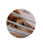ロボロフスキーハムスターの日常（個別スタンプ：3）