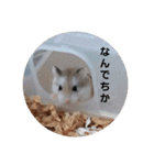 ロボロフスキーハムスターの日常（個別スタンプ：5）