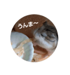 ロボロフスキーハムスターの日常（個別スタンプ：11）