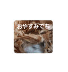 ロボロフスキーハムスターの日常（個別スタンプ：22）