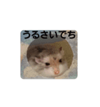 ロボロフスキーハムスターの日常（個別スタンプ：23）