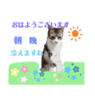 小春びより-3（個別スタンプ：1）