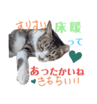 小春びより-3（個別スタンプ：5）