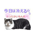 小春びより-3（個別スタンプ：7）