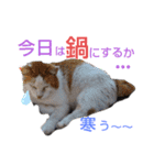 小春びより-3（個別スタンプ：8）