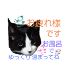 小春びより-3（個別スタンプ：11）