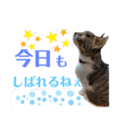 小春びより-3（個別スタンプ：12）
