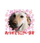 毎日らぶらどーる4（個別スタンプ：1）