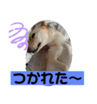 毎日らぶらどーる4（個別スタンプ：6）