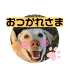 毎日らぶらどーる4（個別スタンプ：8）