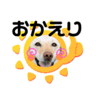 毎日らぶらどーる4（個別スタンプ：11）