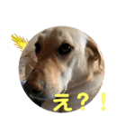毎日らぶらどーる4（個別スタンプ：15）