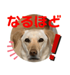 毎日らぶらどーる4（個別スタンプ：20）