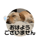 毎日らぶらどーる4（個別スタンプ：24）