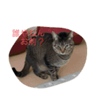 おらの猫達（個別スタンプ：4）