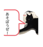 おらの猫達（個別スタンプ：5）