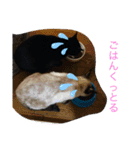 おらの猫達（個別スタンプ：6）
