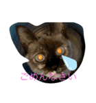 おらの猫達（個別スタンプ：9）