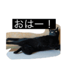 おらの猫達（個別スタンプ：10）