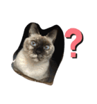 おらの猫達（個別スタンプ：11）
