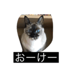 おらの猫達（個別スタンプ：12）