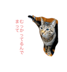 おらの猫達（個別スタンプ：14）