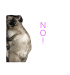 おらの猫達（個別スタンプ：16）